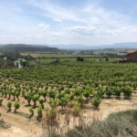 Rioja Wine Tour: 3 Wineries & Pintxos Lunch - What Makes This Tour Stand Out