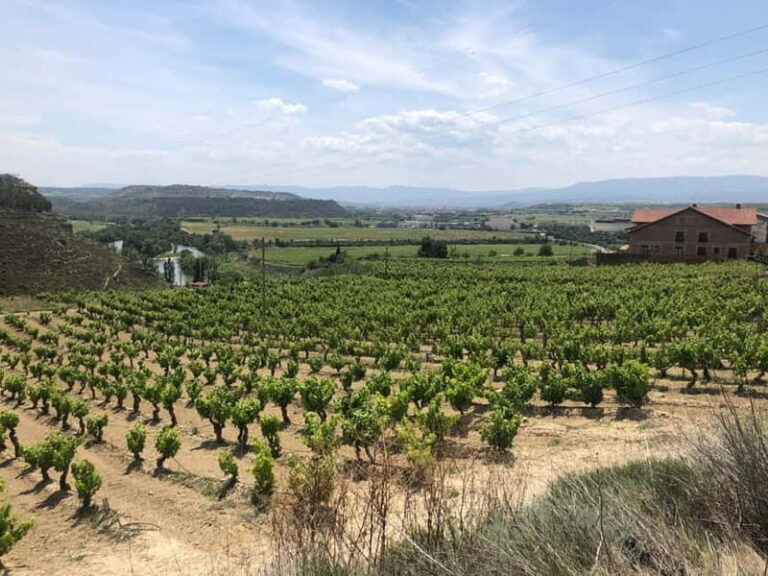 Rioja Wine Tour: 3 Wineries & Pintxos Lunch - What Makes This Tour Stand Out