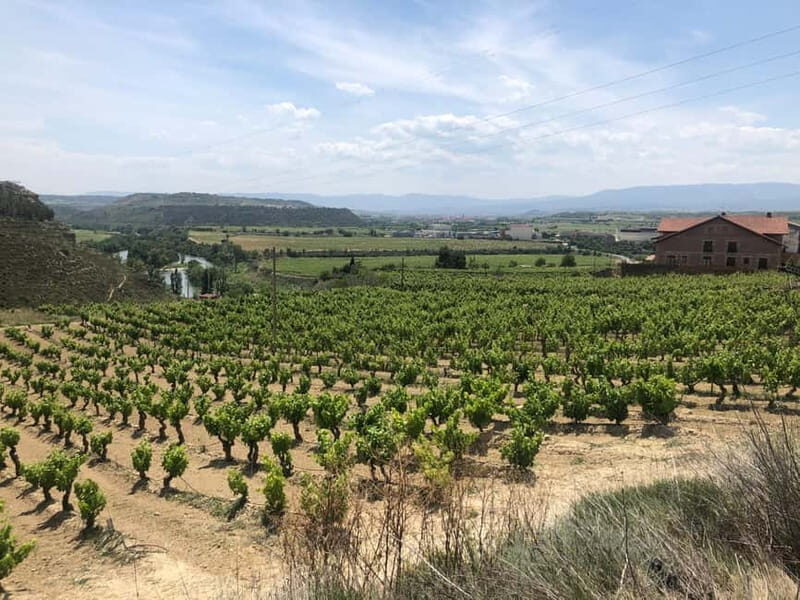Rioja Wine Tour: 3 Wineries & Pintxos Lunch - What Makes This Tour Stand Out