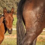 Ronda: Entrance to Reservatauro Ronda - Discovering the Natural Beauty of Reservatauro Ronda