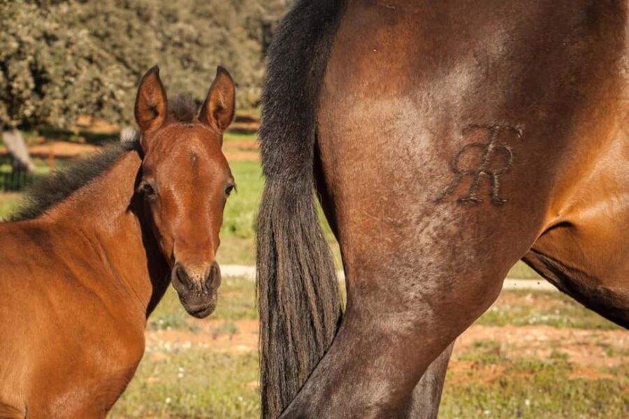 Ronda: Entrance to Reservatauro Ronda - Discovering the Natural Beauty of Reservatauro Ronda