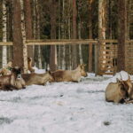 Rovaniemi: Trip to Ranua Zoo with Tickets - Scenic Journey Through Arctic Winter