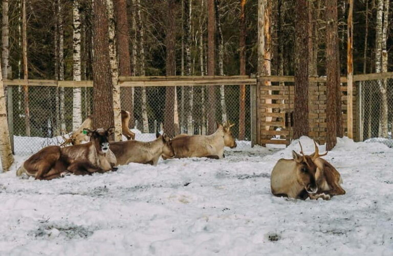Rovaniemi: Trip to Ranua Zoo with Tickets - Scenic Journey Through Arctic Winter