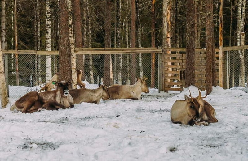 Rovaniemi: Trip to Ranua Zoo with Tickets - Scenic Journey Through Arctic Winter