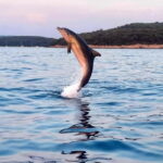 Rovinj: Shared Dolphin and Sunset Tour with Drinks - Why This Tour Is a Great Deal