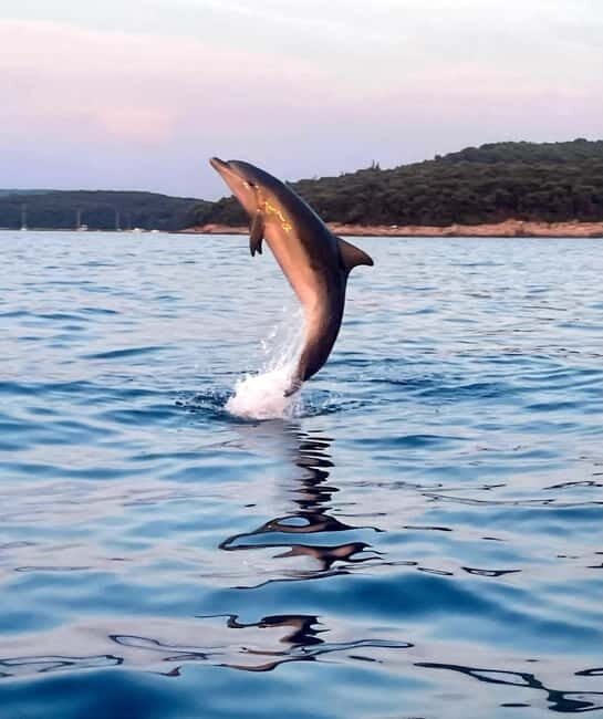 Rovinj: Shared Dolphin and Sunset Tour with Drinks - Why This Tour Is a Great Deal