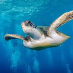 S Tenerife: Guided Boat Dive for Qualified Divers - The Itinerary in Detail