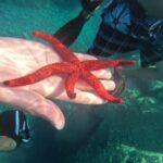 Saint-Raphaël: Boat cruise & swimming in the coves of the Esterel - What to Expect During the Tour