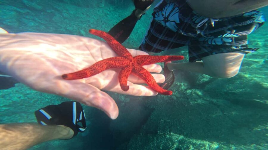 Saint-Raphaël: Boat cruise & swimming in the coves of the Esterel - What to Expect During the Tour