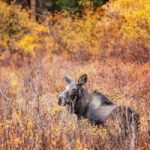 Sälen: Evening Moose Safari in the Forests - The Value of the Experience