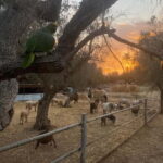 Salento: farm visit with local product tasting - The Itinerary Breakdown