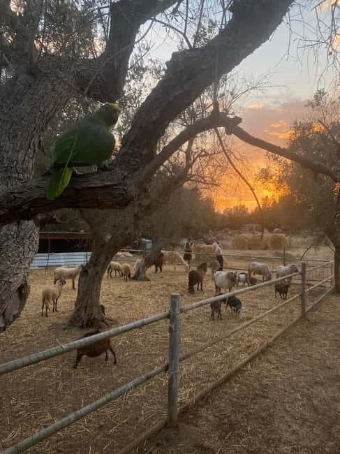 Salento: farm visit with local product tasting - The Itinerary Breakdown