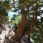 Samaria Gorge Hike - The Scenic Highlights and Practical Insights