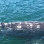 San Diego Whale Watching 3 Hour Tour Mission Bay on the Legacy - Why It’s Worth It