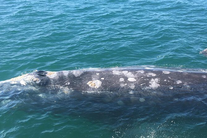 San Diego Whale Watching 3 Hour Tour Mission Bay on the Legacy - Why It’s Worth It