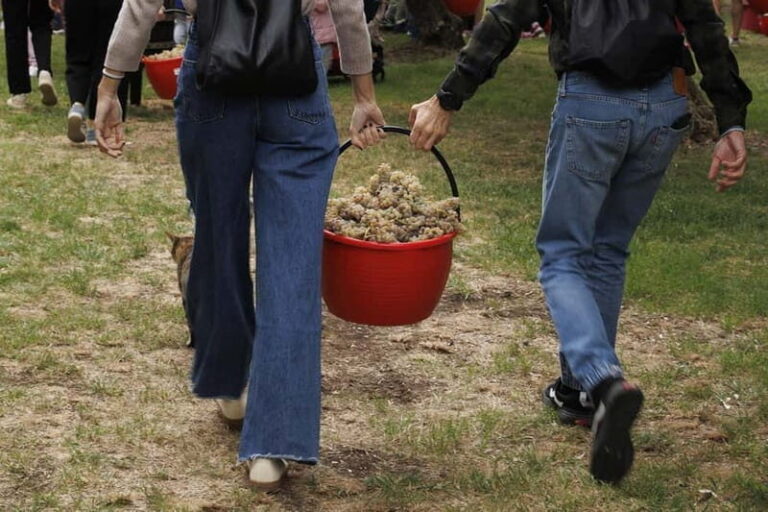 Santa Maria Imbaro: Grape Harvest with Pressing + Picnic among olive trees and vineyards - What makes this experience stand out?