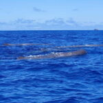 São Miguel, Azores: Whale and Dolphin Watching Tour - The Value of the Experience