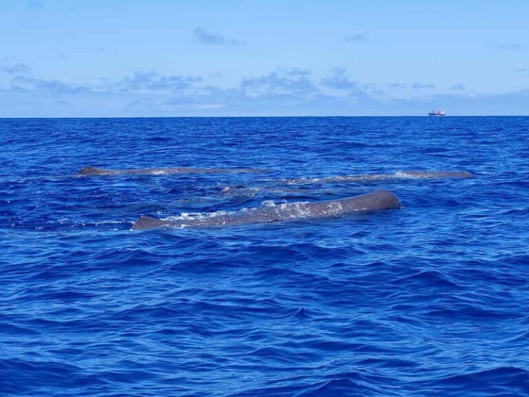 São Miguel, Azores: Whale and Dolphin Watching Tour - The Value of the Experience