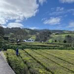 São Miguel: Nordeste Tour with Cow Milking - A Day in the Life: What to Expect