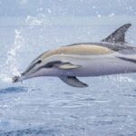 São Miguel: Whale Watching, Lunch, & Water Activities - Why This Tour Offers Good Value