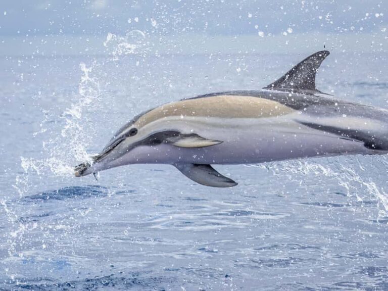 São Miguel: Whale Watching, Lunch, & Water Activities - Why This Tour Offers Good Value