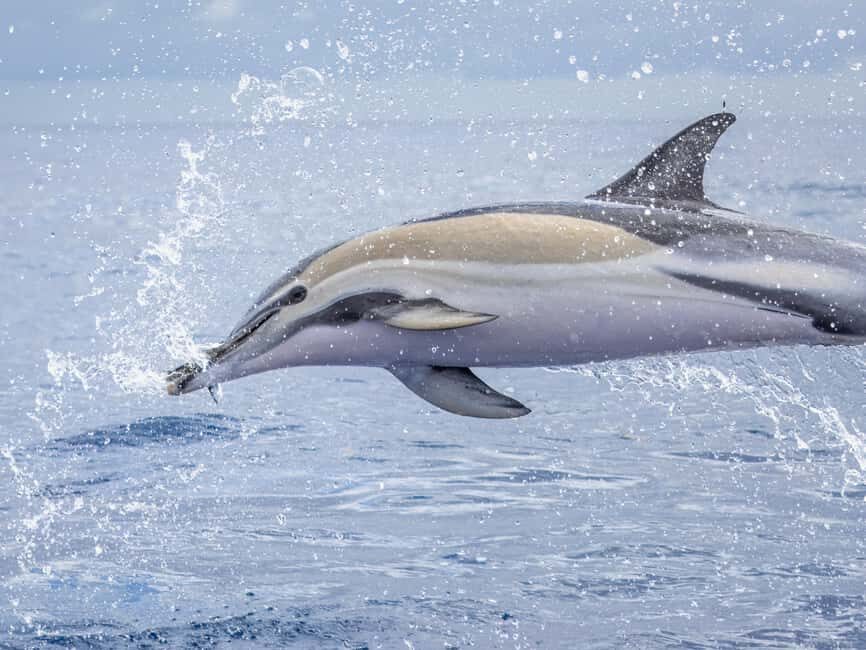 São Miguel: Whale Watching, Lunch, & Water Activities - Why This Tour Offers Good Value