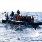 São Miguel: Whale Watching & Wild Dolphins Swimming Full-day - Authentic Insights from Travelers