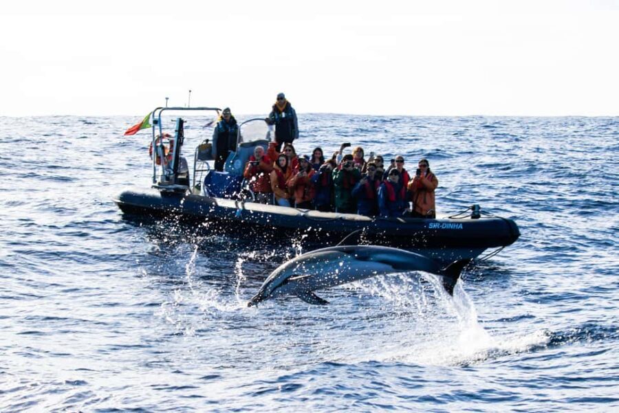 São Miguel: Whale Watching & Wild Dolphins Swimming Full-day - Authentic Insights from Travelers