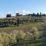 Scandicci: Bellavista Wine Tasting Experience - An In-Depth Look at the Bellavista Experience