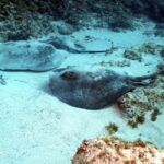 Scuba Diving trips for Certified Divers in Tenerife - Why This Dive Trip Stands Out