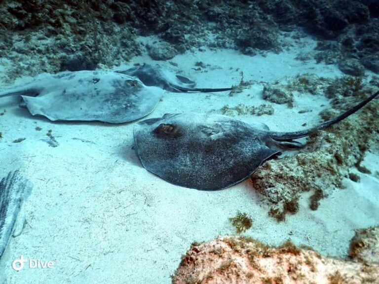 Scuba Diving trips for Certified Divers in Tenerife - Why This Dive Trip Stands Out