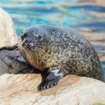 SEA LIFE Weymouth Admission Ticket - Who Should Consider Visiting?