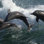 Sea Screamer Clearwater's Only Speed Boat Dolphin Watching - The Experience: What to Expect