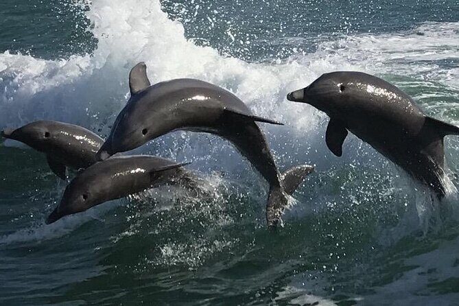 Sea Screamer Clearwater's Only Speed Boat Dolphin Watching - The Experience: What to Expect