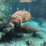 Semi Private Manatee Swim Tour - Why This Tour Stands Out