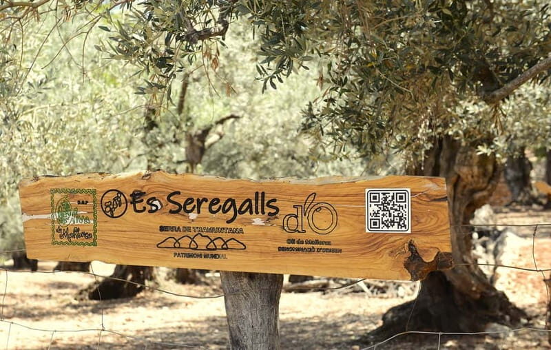 Serra de Tramuntana, Fornalutx: The olive tree: culture, cultivation, tasting. - Who Should Consider This Tour?
