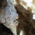 Serra dos Candeeiros by Van: Natural Park and Cave - Why This Tour Offers Great Value