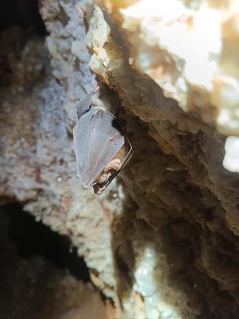 Serra dos Candeeiros by Van: Natural Park and Cave - Why This Tour Offers Great Value