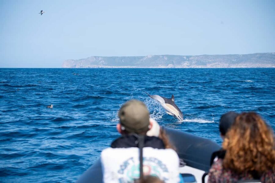 Sesimbra: Arrábida Dolphin and Whale Watching with Biologist - What Makes This Tour Unique?