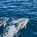 Sesimbra: Dolphin Watching Boat Trip - Is It Worth the Price?