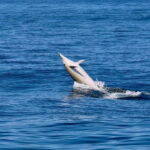 Sesimbra: Dolphin watching with marine biologist - Practical Details and Tips for the Trip