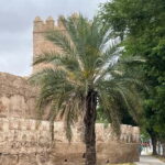 Seville: Guided Dutch Walking Tour with a Local - Practical Details and Value