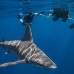 Shark Snorkeling Experience in South Florida - The Value of the Experience