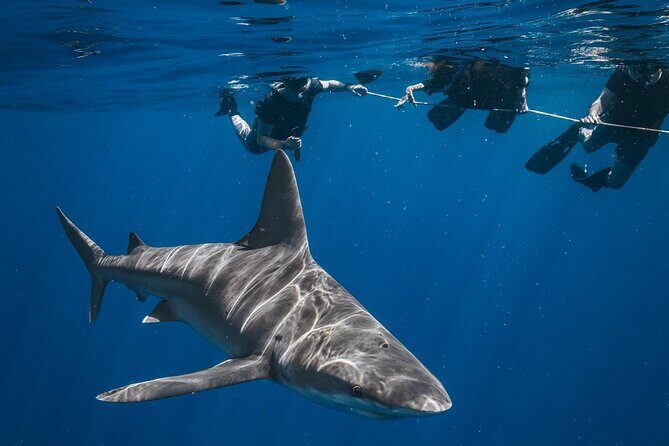 Shark Snorkeling Experience in South Florida - The Value of the Experience