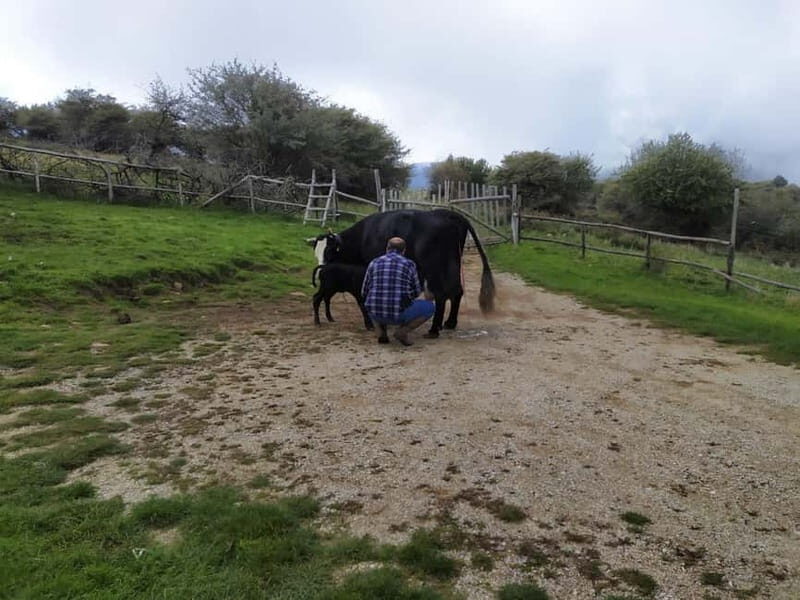 SICILIAN VILLAGES & RICOTTA PARTY departure from Cefalù area - A Deep Dive into the Itinerary