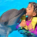 Side/Alanya: Swimming with Dolphins and Dolphin Show - The Value of the Tour