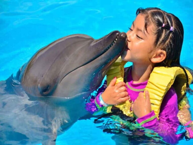 Side/Alanya: Swimming with Dolphins and Dolphin Show - The Value of the Tour