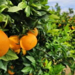 Side Mix Tour: Cabrio Safari & Green Canyon Boat & Waterfall - Final thoughts on value and who it suits