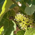 Sighisoara & wine tasting (from Cluj) - Deep Dive into the Details