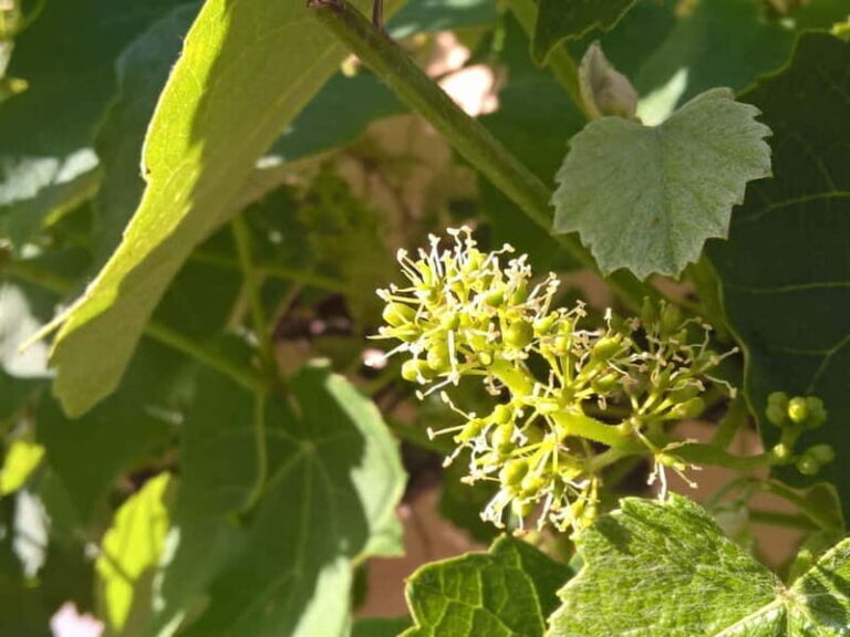 Sighisoara & wine tasting (from Cluj) - Deep Dive into the Details